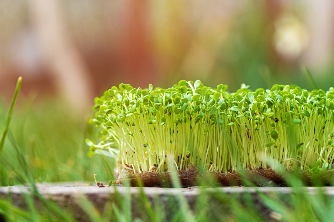 Power of Microgreens