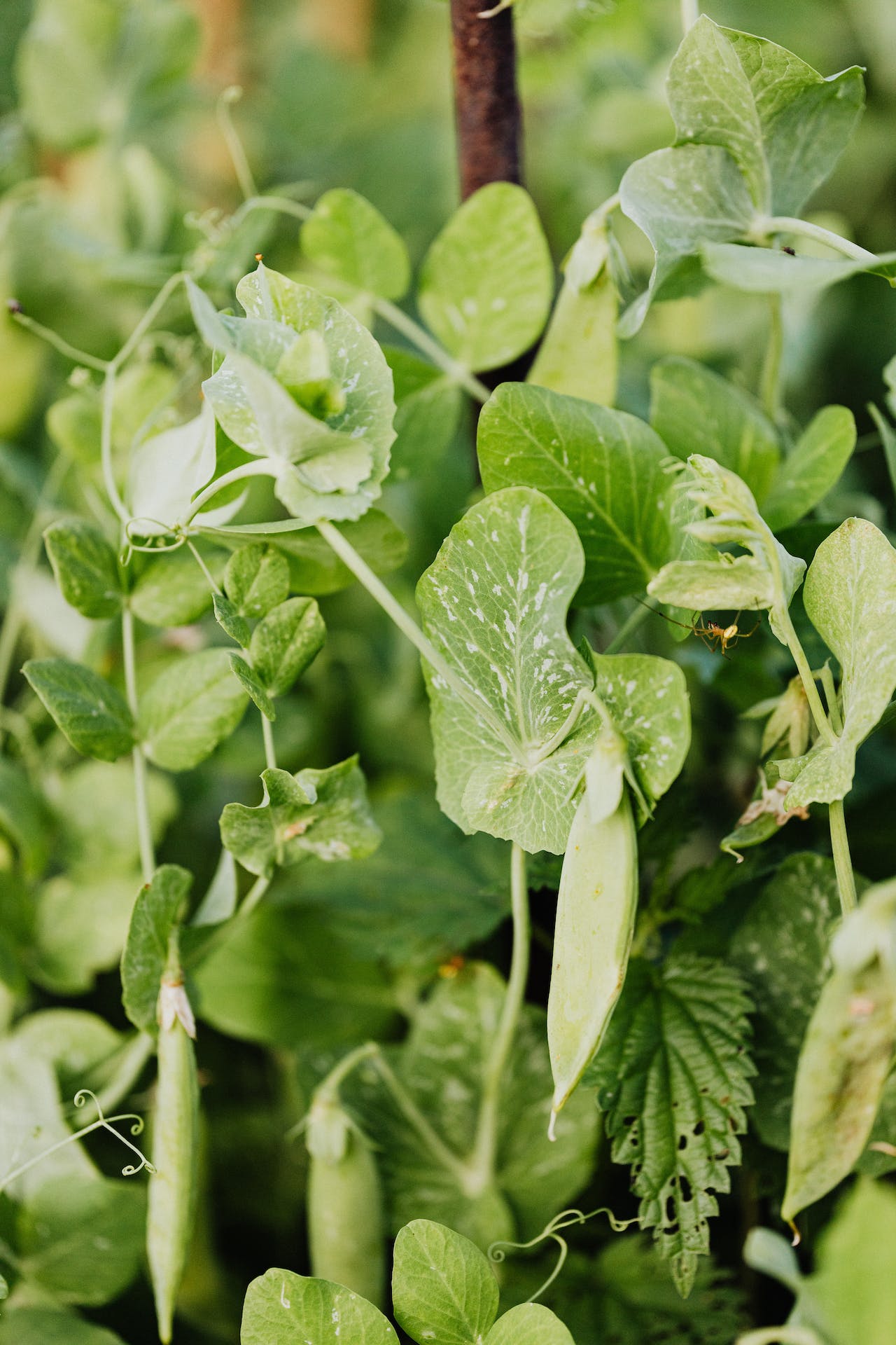 pea shoot microgreens