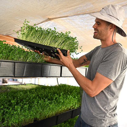 Sunflower Microgreen Powder