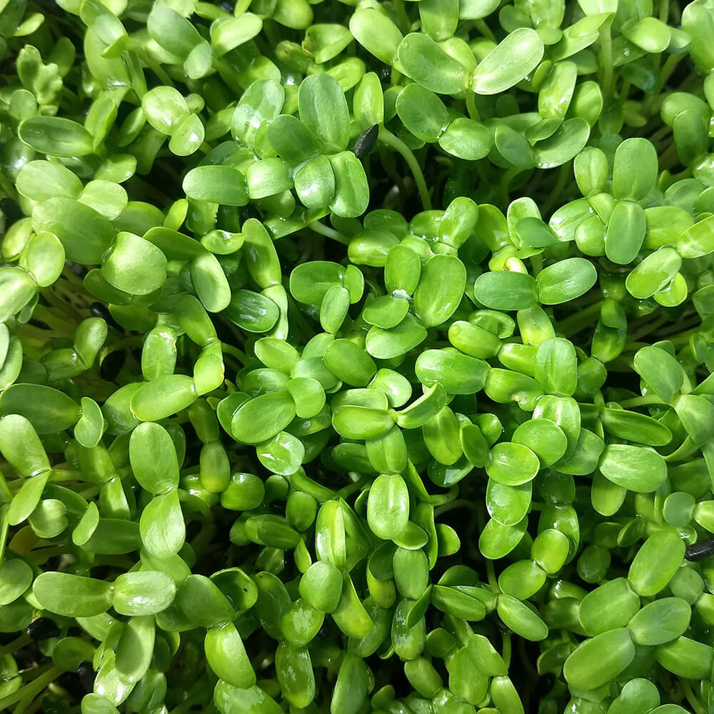 Sunflower Microgreen Powder