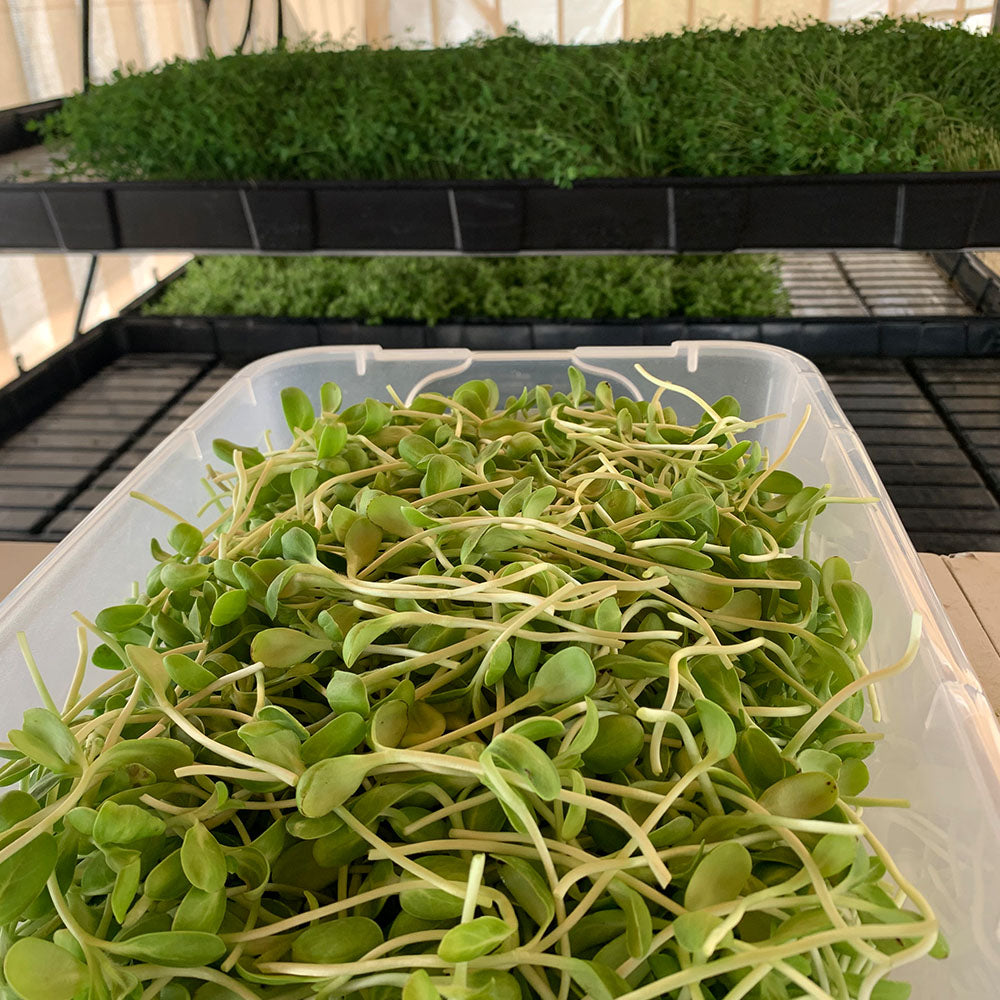 Sunflower Microgreen Powder