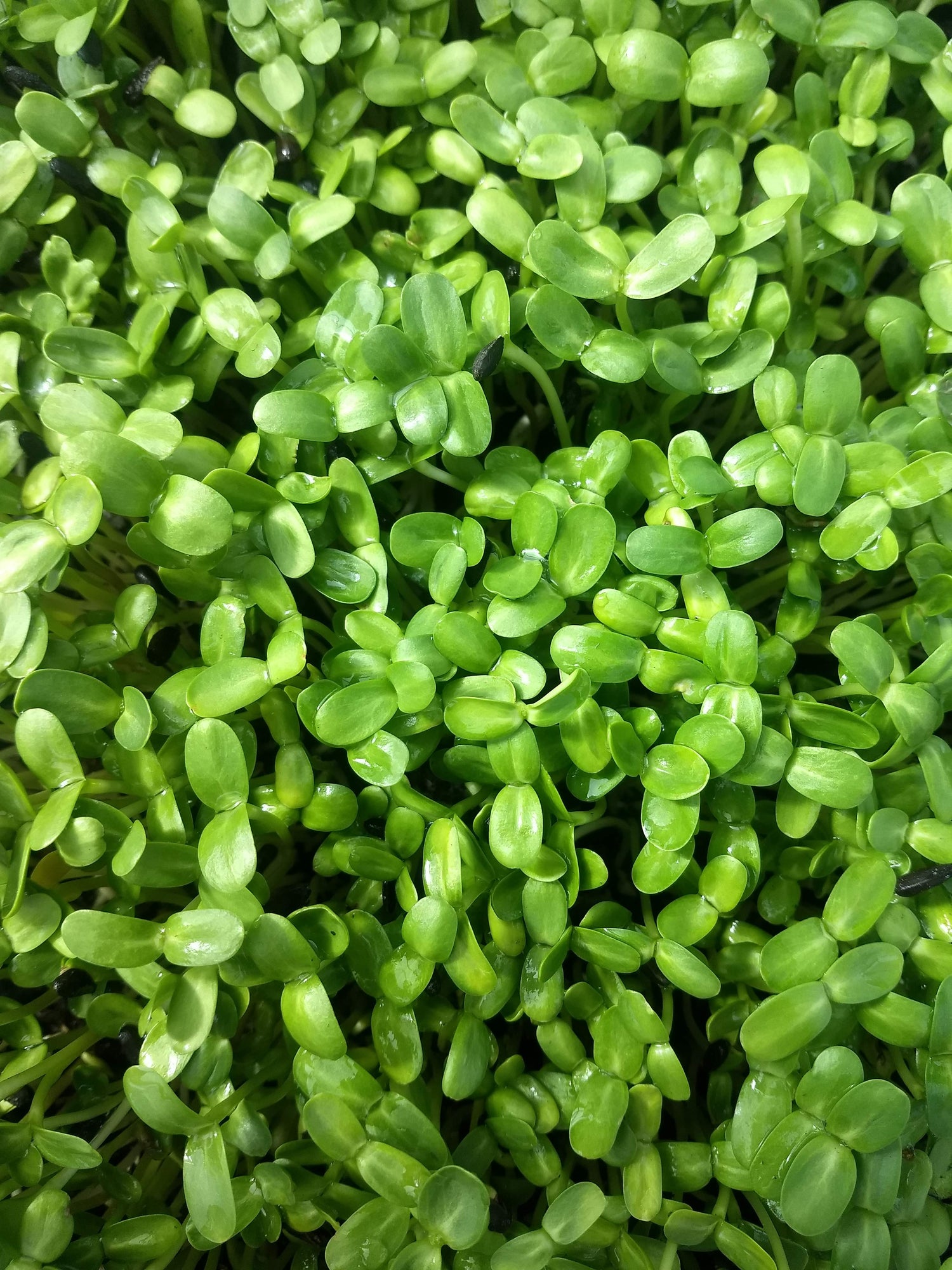 sunflower microgreen powder